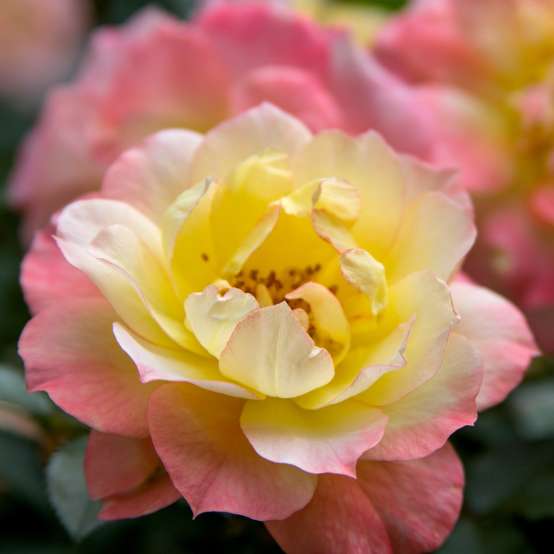 Close up of multicolored Oso Easy Italian Ice Rosa blooms